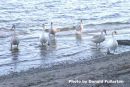 Swanning around